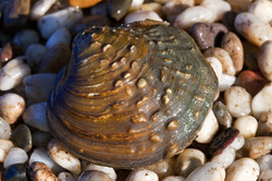 purple mussel freshwater mussels endangered weebly